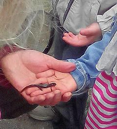 VKM Projekttag Natur-2015 2