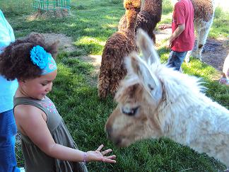 VKM Projekttag Tiere 2015 2